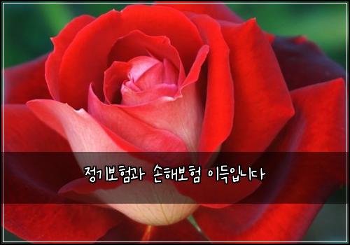 정기보험과 손해보험 이득입니다