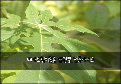 태아보험의종류 연령별 전문사이트