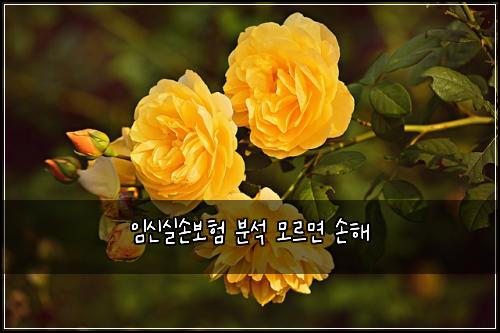 임신실손보험 분석  모르면 손해