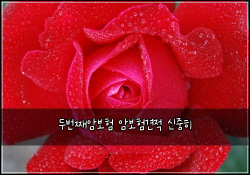 두번째암보험 암보험견적 신중히