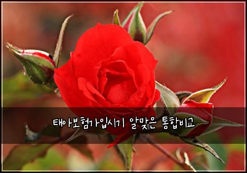 태아보험가입시기 알맞은 통합비교