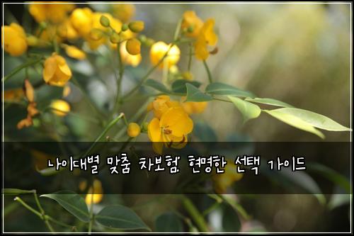 나이대별 맞춤 차보험: 현명한 선택 가이드