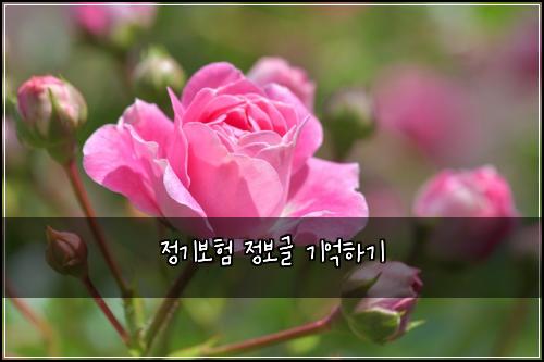 정기보험 정보글  기억하기