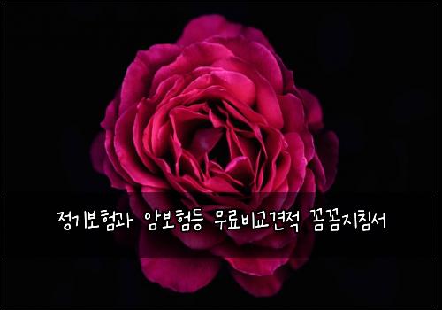 정기보험과 암보험등 무료비교견적 꼼꼼지침서