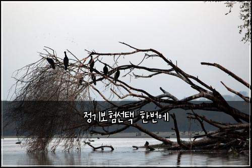 정기보험선택 한번에