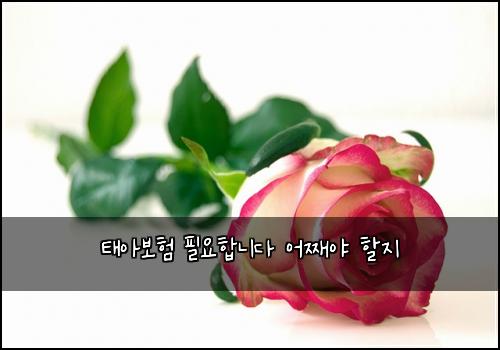 태아보험 필요합니다  어째야 할지