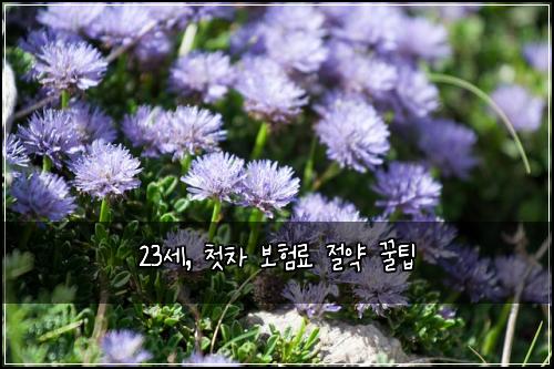 23세, 첫차 보험료 절약 꿀팁