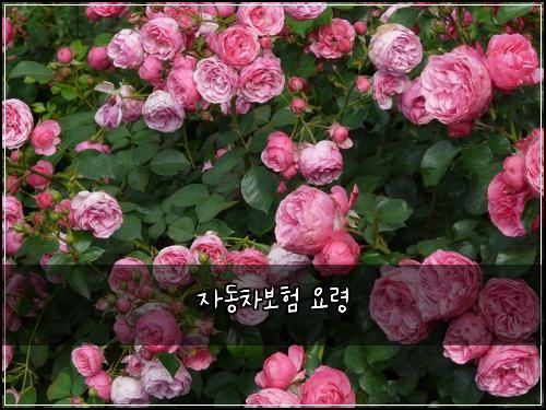 자동차보험 요령  