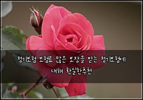 정기보험 보험료 많은 보장을 받는 정기보험에 대해 확실한추천