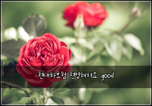 현대차보험 현명해져요  good