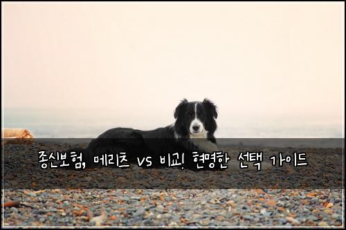  종신보험, 메리츠 vs 비교! 현명한 선택 가이드