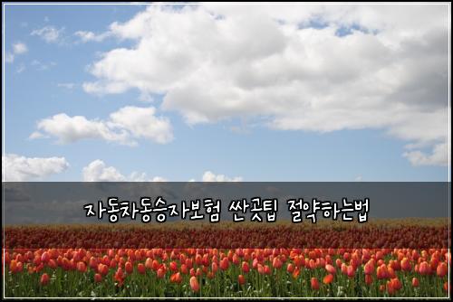 자동차동승자보험 싼곳팁  절약하는법