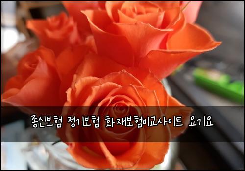 종신보험 정기보험 화재보험비교사이트 요기요