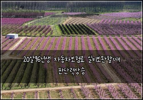 20살96년생 자동차보험료 실비보완할때 판단력상승