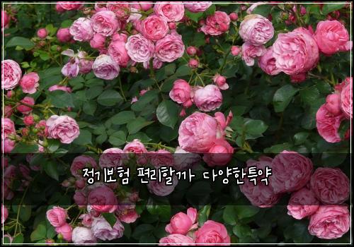 정기보험 편리할까  다양한특약