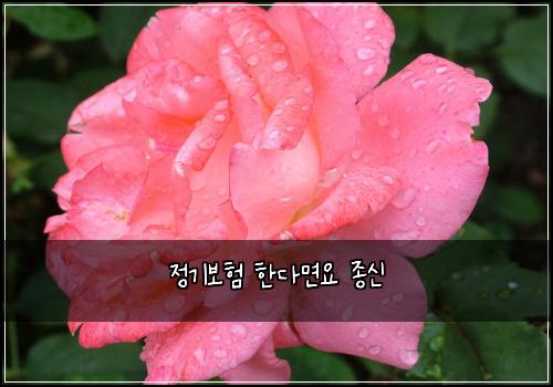 정기보험 한다면요  종신
