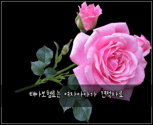 태아보험료는 여자아아가 견적자료
