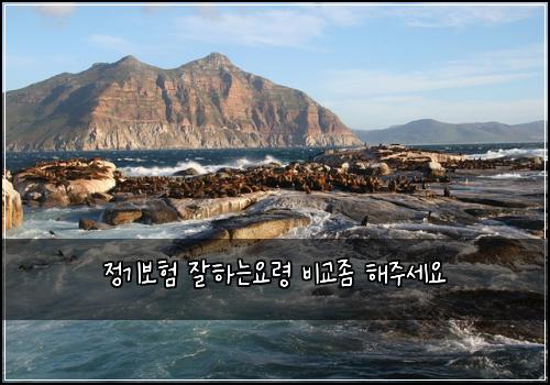 정기보험 잘하는요령  비교좀 해주세요