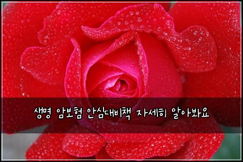 생명 암보험 안심대비책  자세히 알아봐요