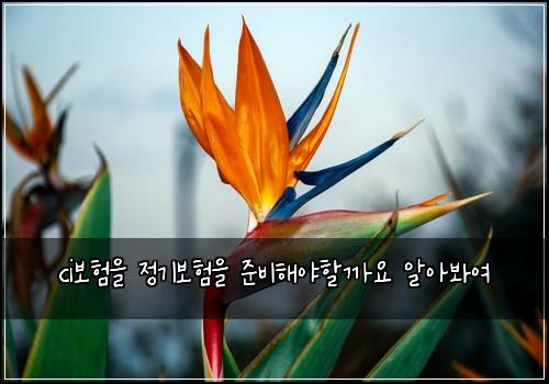 ci보험을 정기보험을 준비해야할까요 알아봐여