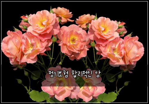 정기보험 합리적인  암