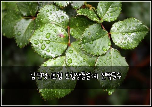 남편정기보험 보험상품설계 선택필수