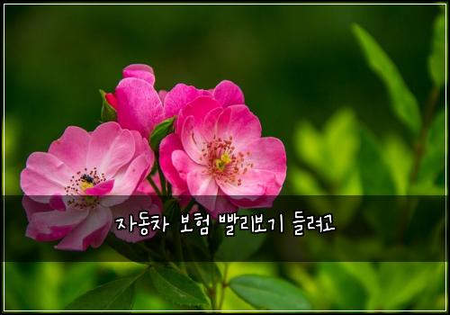 자동차 보험 빨리보기  들려고