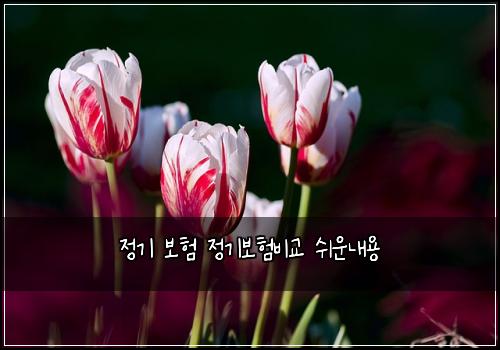 정기 보험 정기보험비교 쉬운내용