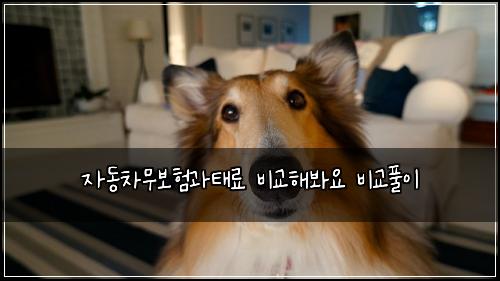 자동차무보험과태료 비교해봐요 비교풀이