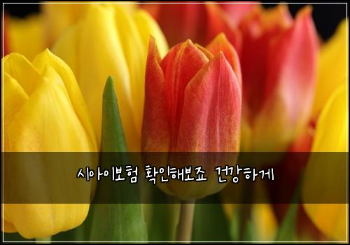 시아이보험 확인해보죠  건강하게