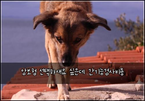 암보험 선택하새요  싶은데 간기능검사비용