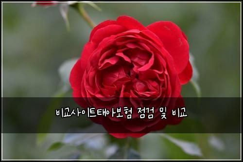 비교사이트태아보험 점검  및 비교
