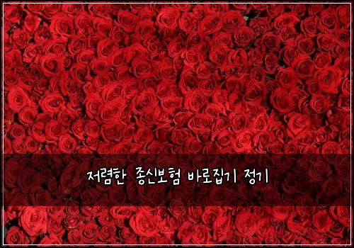 저렴한 종신보험 바로집기  정기