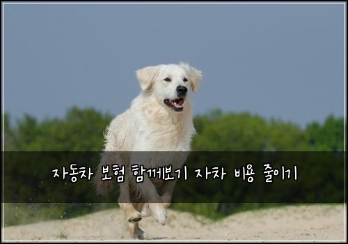 자동차 보험 함께보기  자차 비용 줄이기