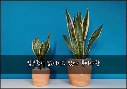 암보험이 없어지고 있다 특이사항