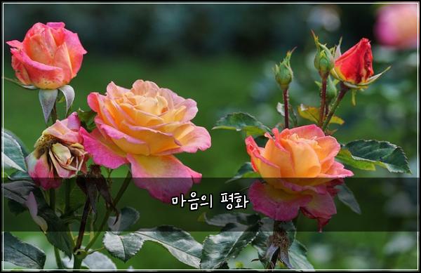 마음의 평화