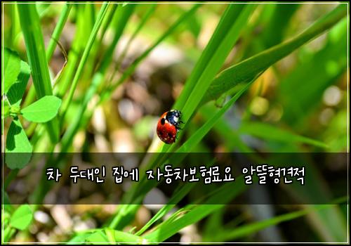 차 두대인 집에 자동차보험료요 알뜰형견적