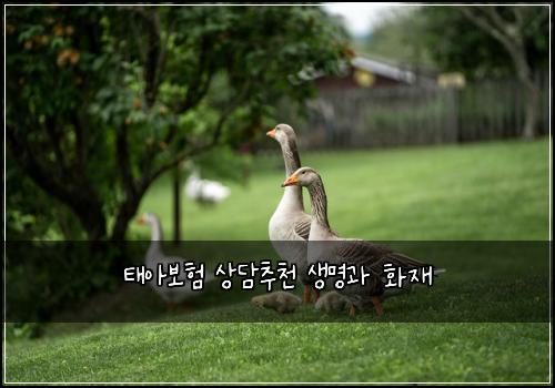태아보험 상담추천  생명과 화재
