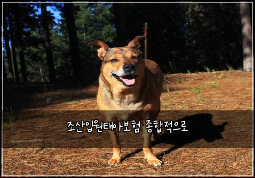 ์กฐ์ฐ์
์ํ์๋ณดํ ์ข
ํฉ์ ์ผ๋ก