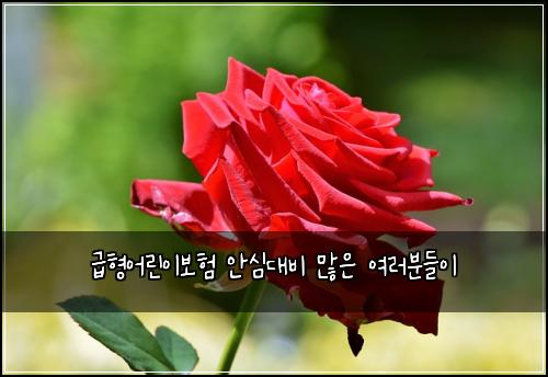 급형어린이보험 안심대비  많은 여러분들이