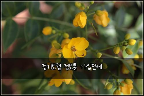 정기보험 정보통  가입전에