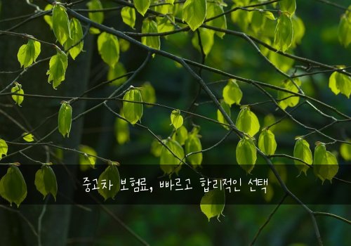 중고차 보험료, 빠르고 합리적인 선택