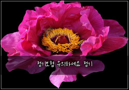 정기보험 유의하세요  정기