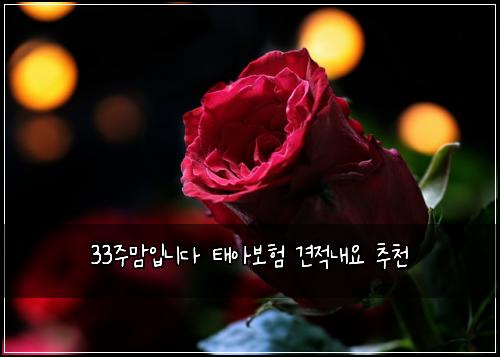 33주맘입니다 태아보험 견적내요  추천