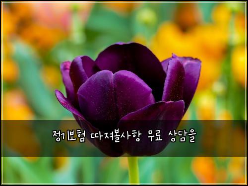 정기보험 따져볼사항  무료 상담을