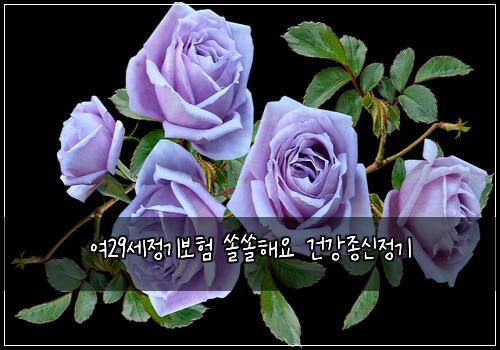 여29세정기보험 쏠쏠해요  건강종신정기