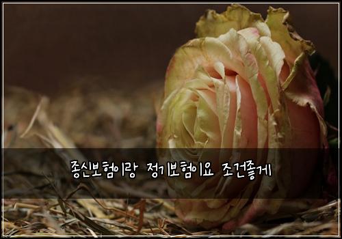종신보험이랑 정기보험이요 조건좋게
