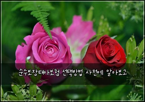 순수보장태아보험 선택방법  사전에 알아보고