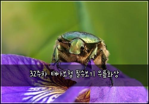 32주차 태아보험 필수보기  무릎화상