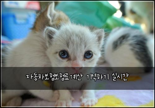 자동차보험보험료계산 기억하기 실시간